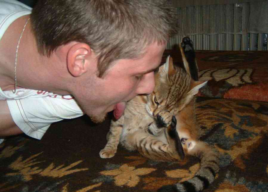 Можно ли целовать кошек? научное и народное объяснение в пользу отказа от такой привычки