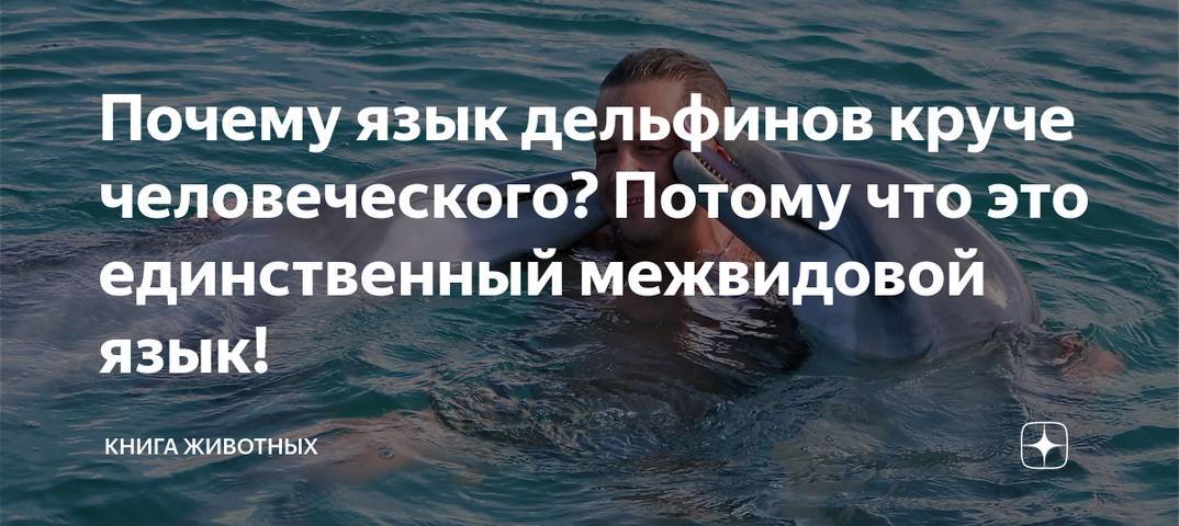 Почему язык дельфинов круче человеческого?
