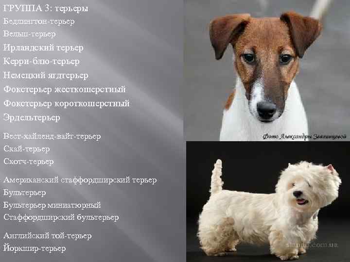 Норвич (норидж) терьер: характеристика и описание породы собаки, правила содержания и дрессировка