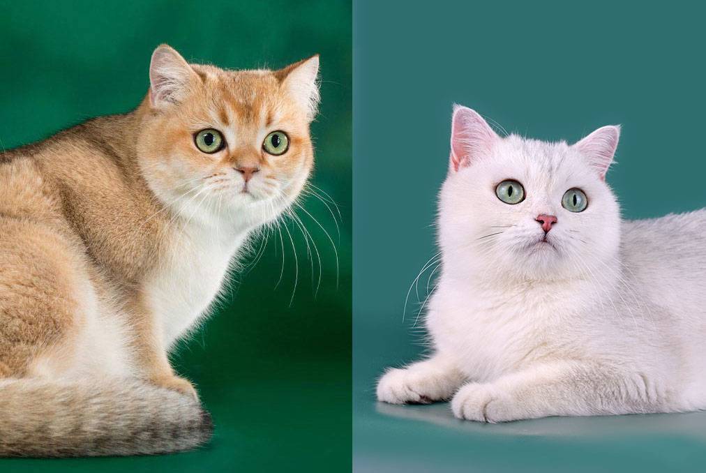 Порода кошек шиншилла: описание, фото, характер.