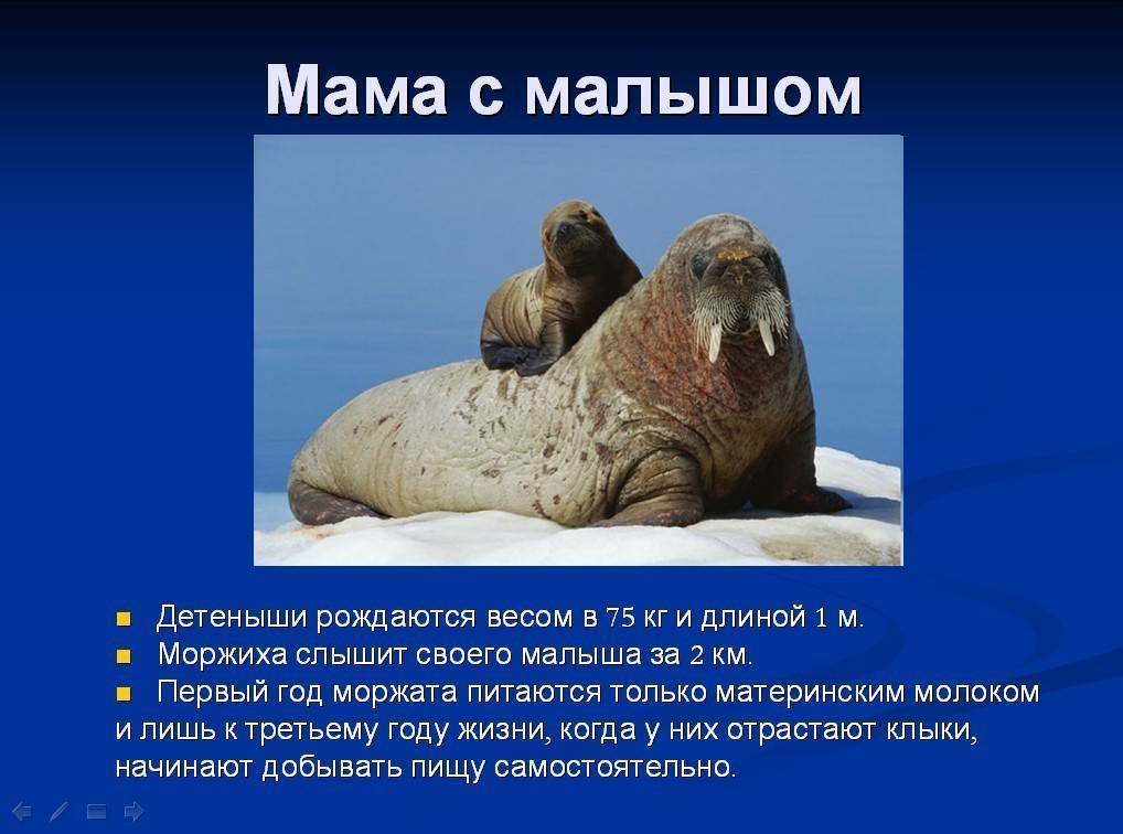 Морж. Интересные факты о моржах. Морж презентация. Животные морж.