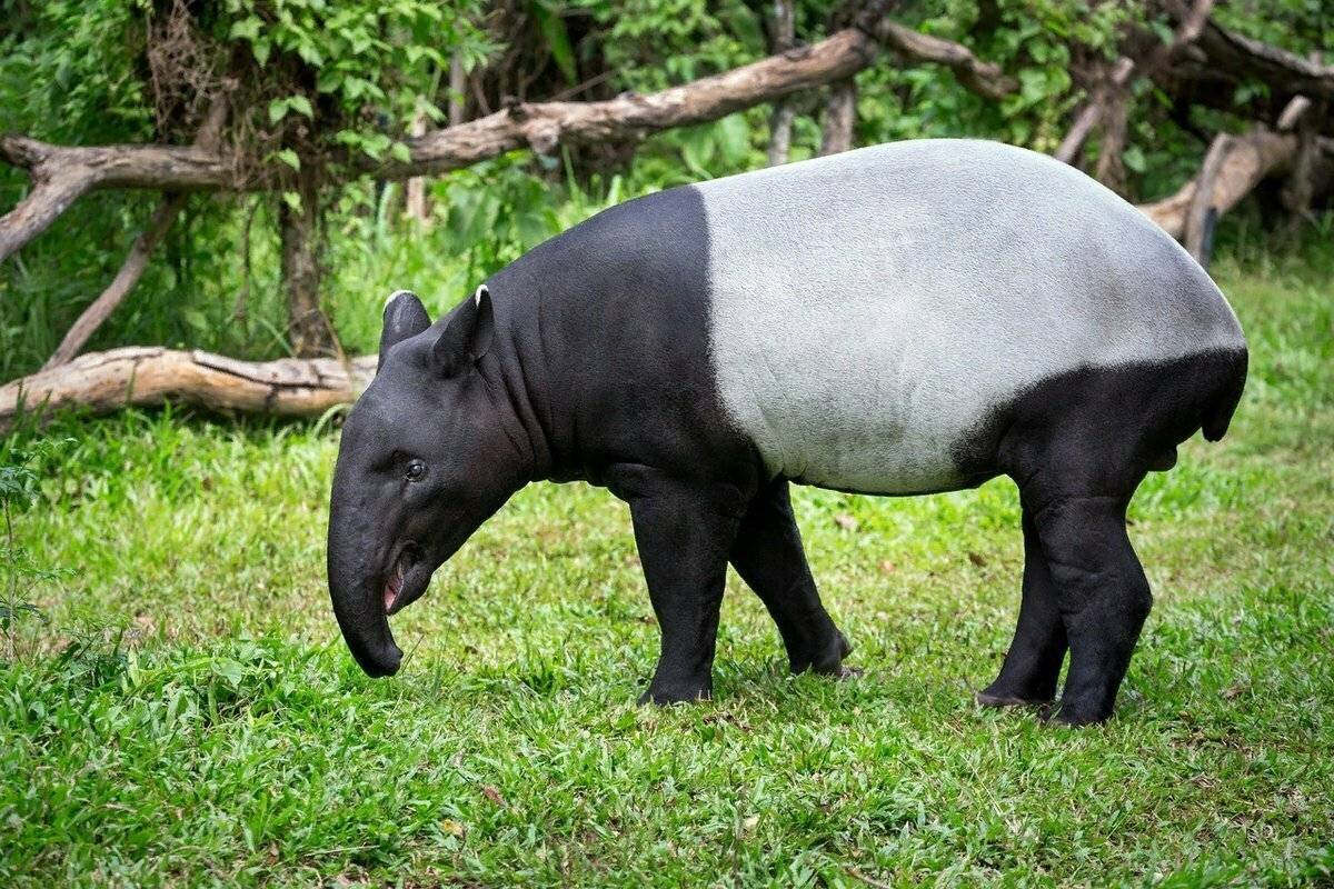 Чепрачный тапир (Tapirus indicus