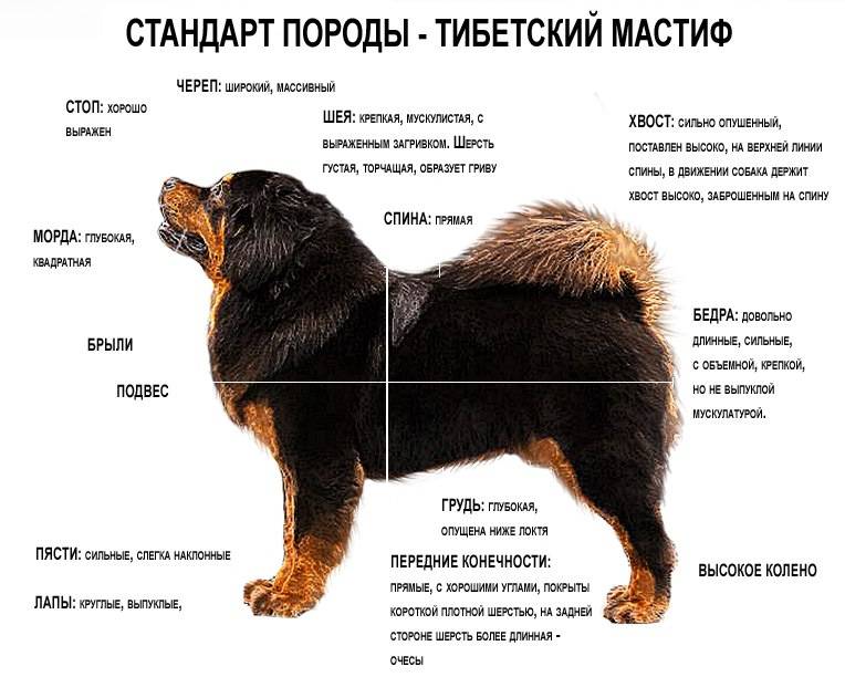 Мастиф: самая большая собака, разновидности породы, характеристика и описание