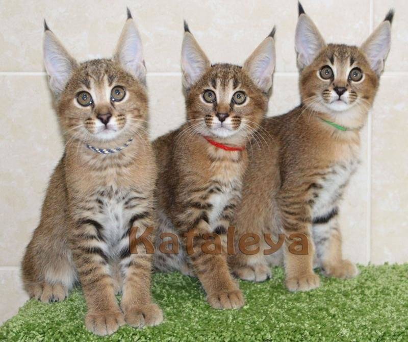 Кошки, похожие на рысь: фото и список пород