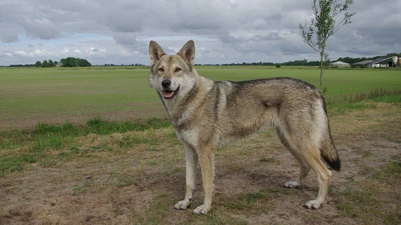 Волчья собака сарлоса: описание, характер, фото | все о собаках