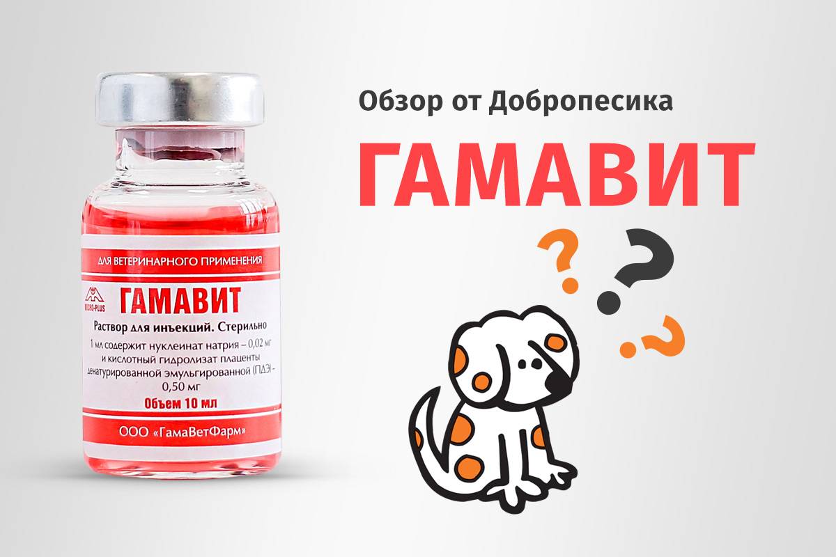 Гамавит для кошек в ампулах - инструкция по применению, показания, побочные эффекты, аналоги и цена