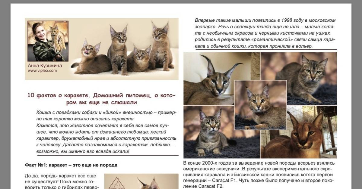 Всё о породе кошек каракет: фото как выглядит, особенности ухода, отзывы