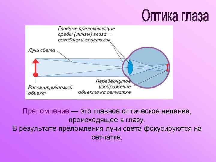 Почему у кошки светятся глаза в темноте, чем обусловлено это явление?