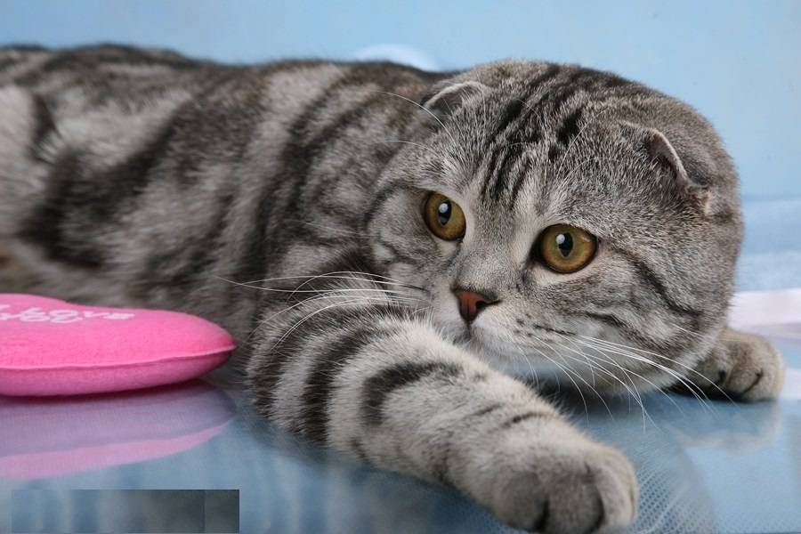 Порода кошки из рекламы «вискас» – кто эти животные и почему они были выбраны для ролика?