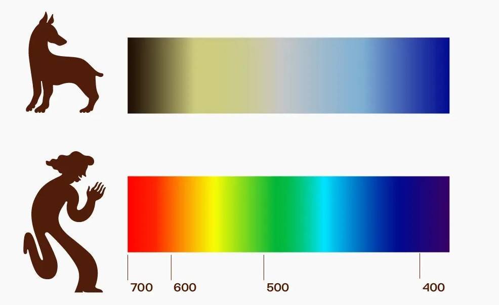 Зрение собаки: как собаки видят в темноте, какие цвета распознают, как проверить зрение