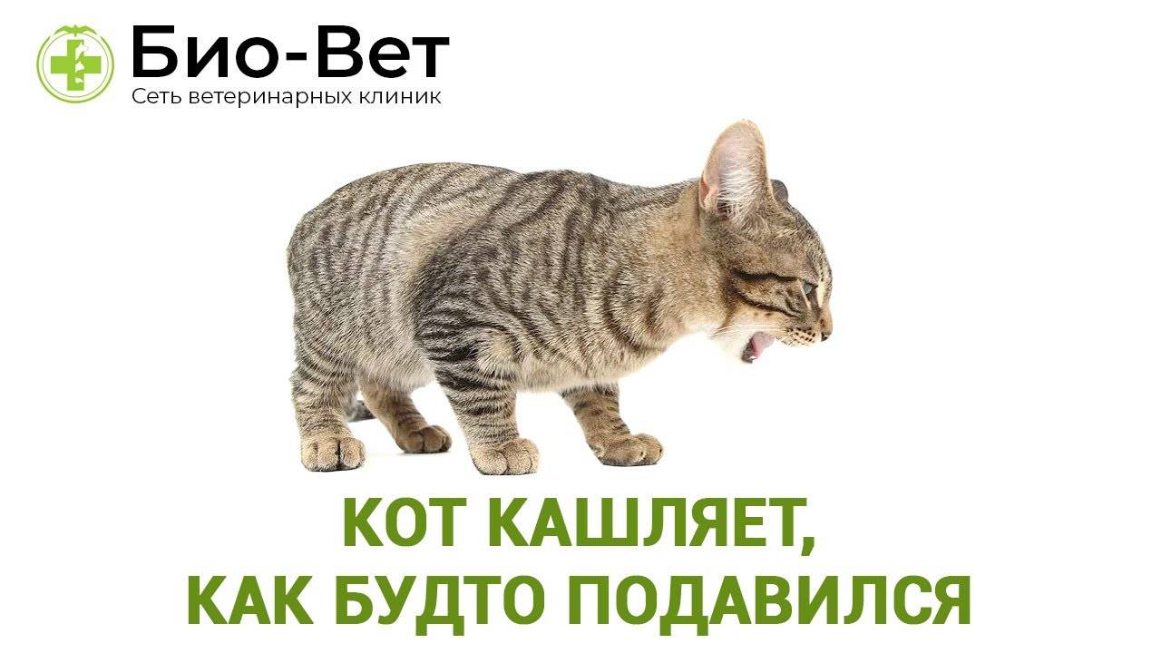 Хрипит кот причины. Кошка кашляет. Кашель у кошки. Кашляющий кот. Котенок кашляет.