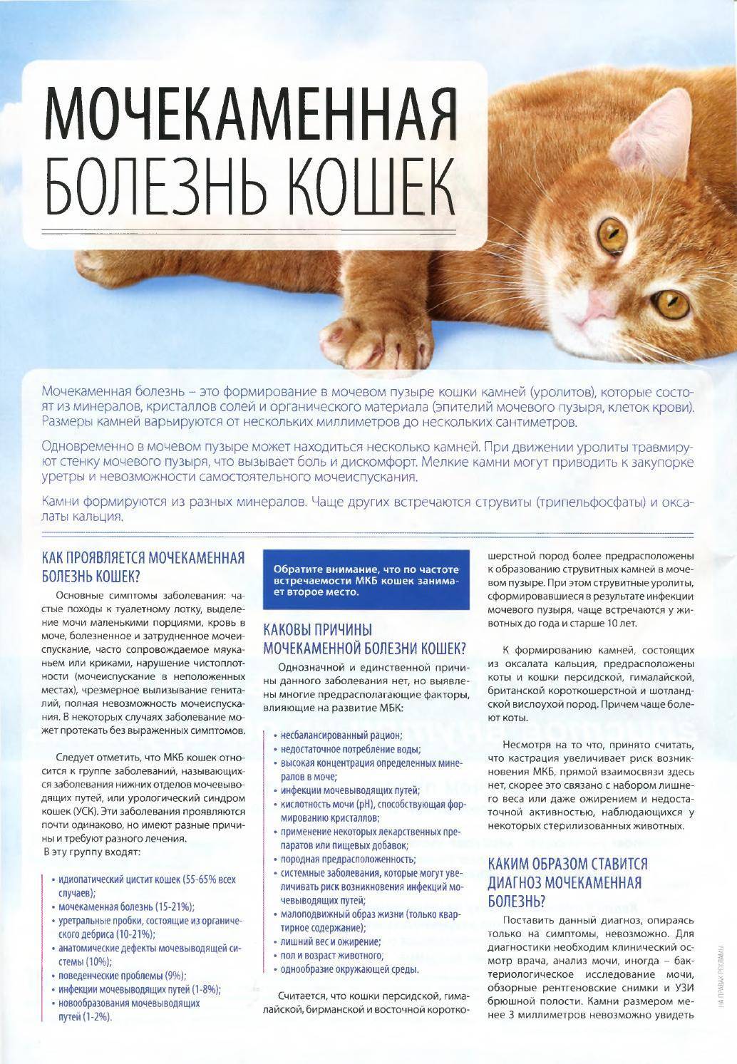 Уроцистит – заболевание мочеполовой системы у кошек | ваши питомцы
