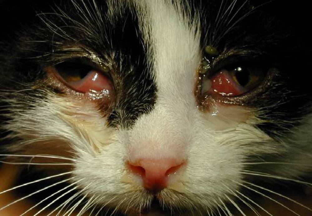 Конъюнктивит у кошек: лечение, виды, причины и симптомы