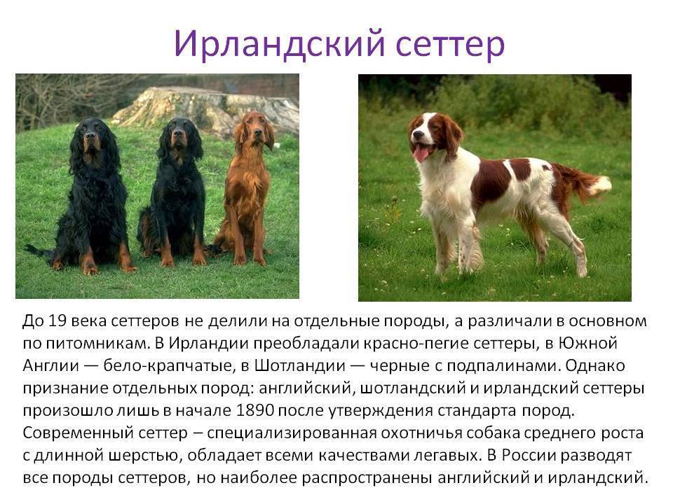 Что такое сеттер: подробно о характеристиках русских собак, разновидности