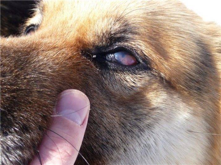 Почему у собаки слезятся глаза?