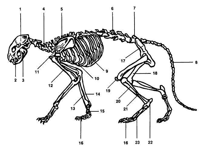 Анатомия кошки: строение скелета, внутренние органы, особенности слуха