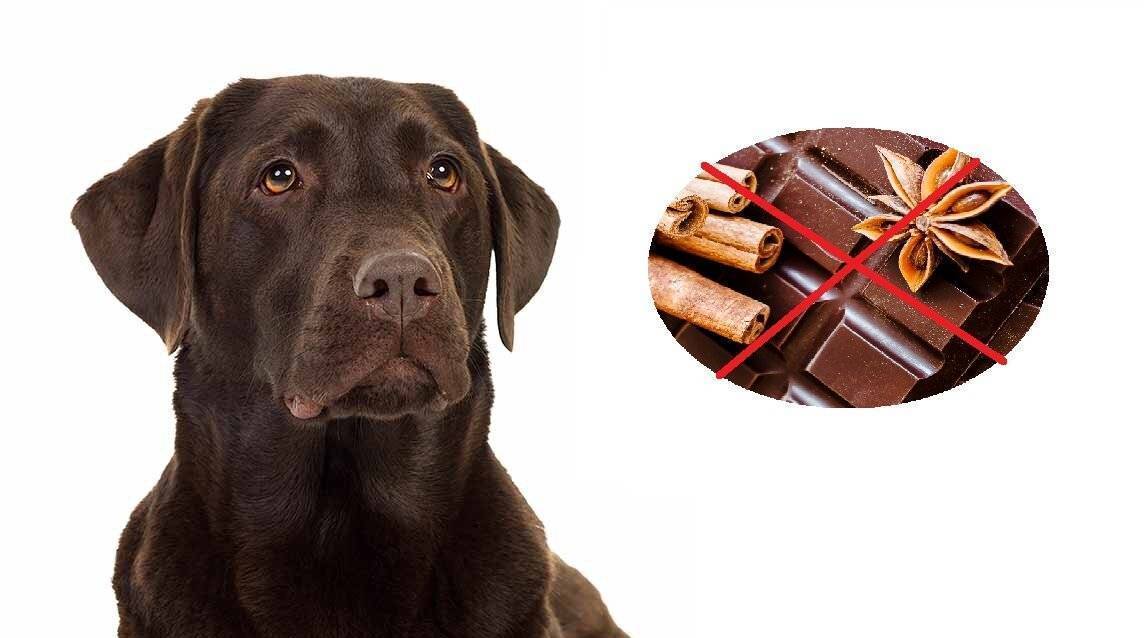 Почему собакам нельзя шоколад
почему собакам нельзя шоколад