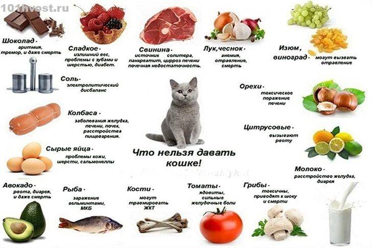 Из чего делают корма для кошек: основные ингредиенты