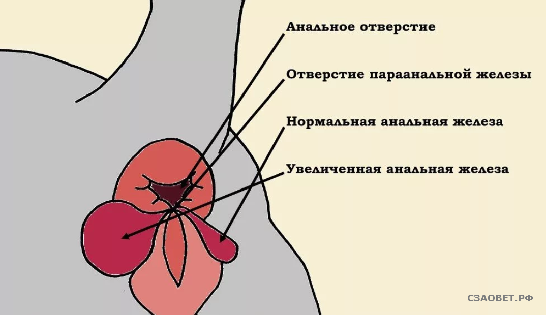 Параанальное воспаление у кошек желез: эффективные методы лечения и симптомы заболевания