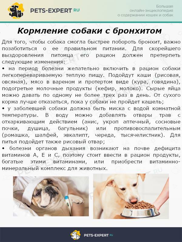 Собака кашляет