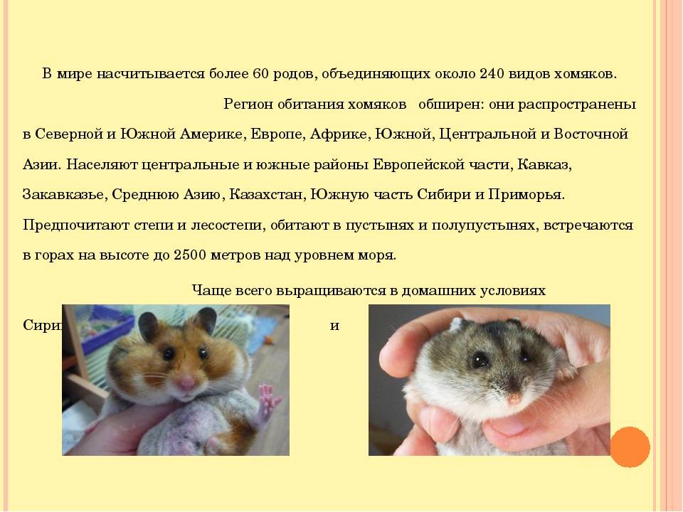 Как ухаживать за хомячком (с иллюстрациями) - wikihow