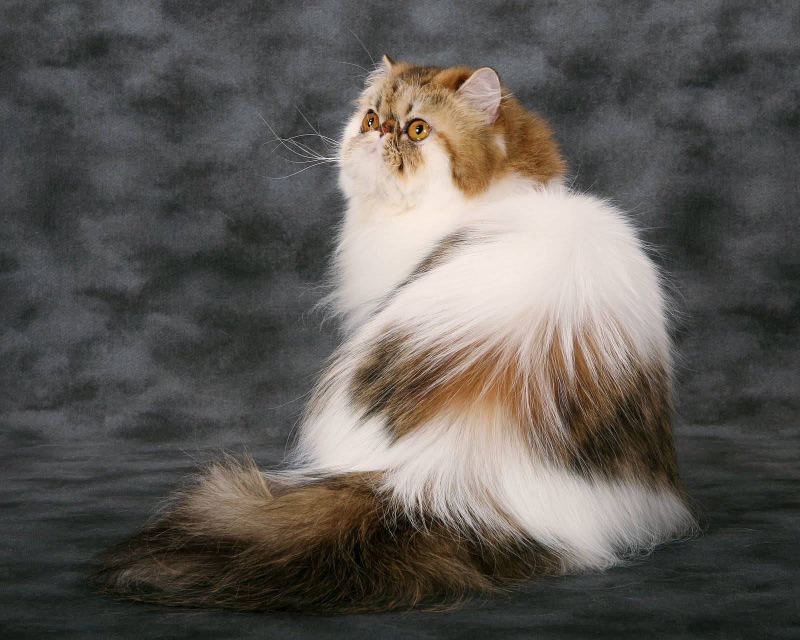 Домашняя длинношерстная кошка ????: фото, описание, характер, здоровье и чем кормить, уход, история | for-pet