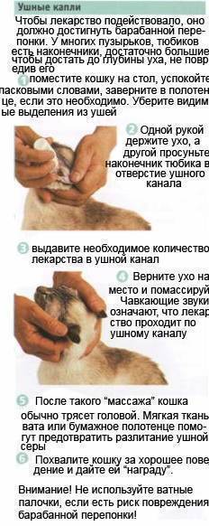 Как правильно почистить уши коту самостоятельно в домашних условиях, средства для чистки ушек кошек и котят