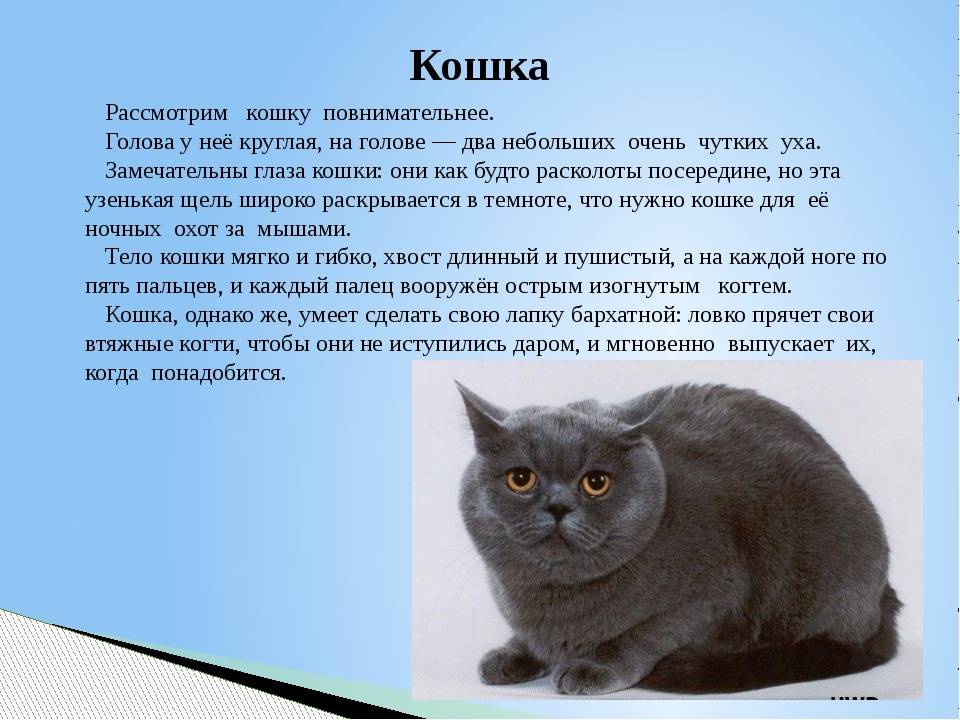 Какой породы грустный кот. самый сердитый кот в мире — grumpy cat