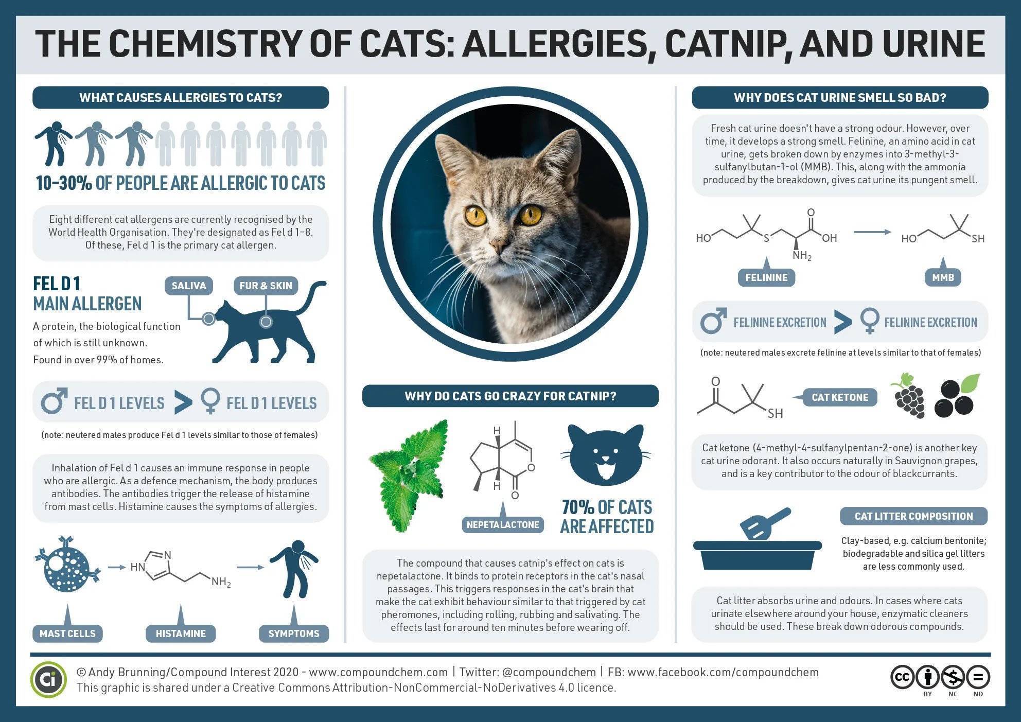 Аллергия у кошек на корм и другие раздражители: симптомы и лечение, особенности протекания заболевания у котенка