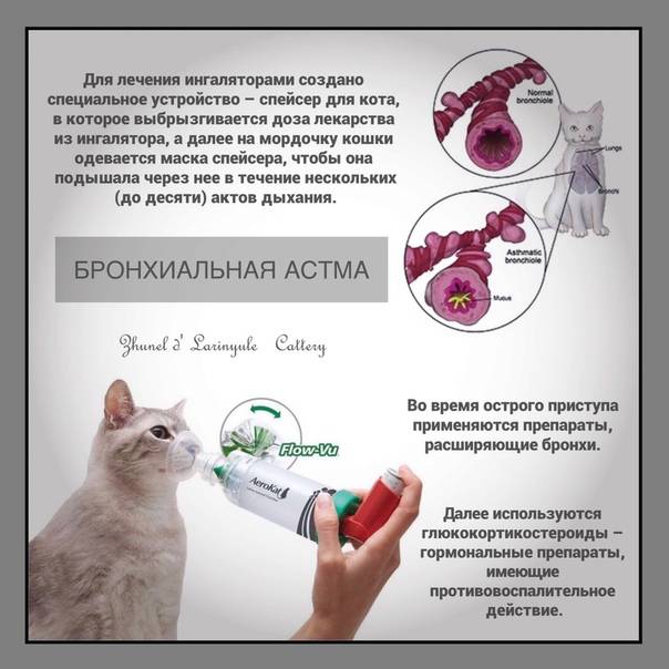 Отек легких у кошек: симптомы, причины, лечение