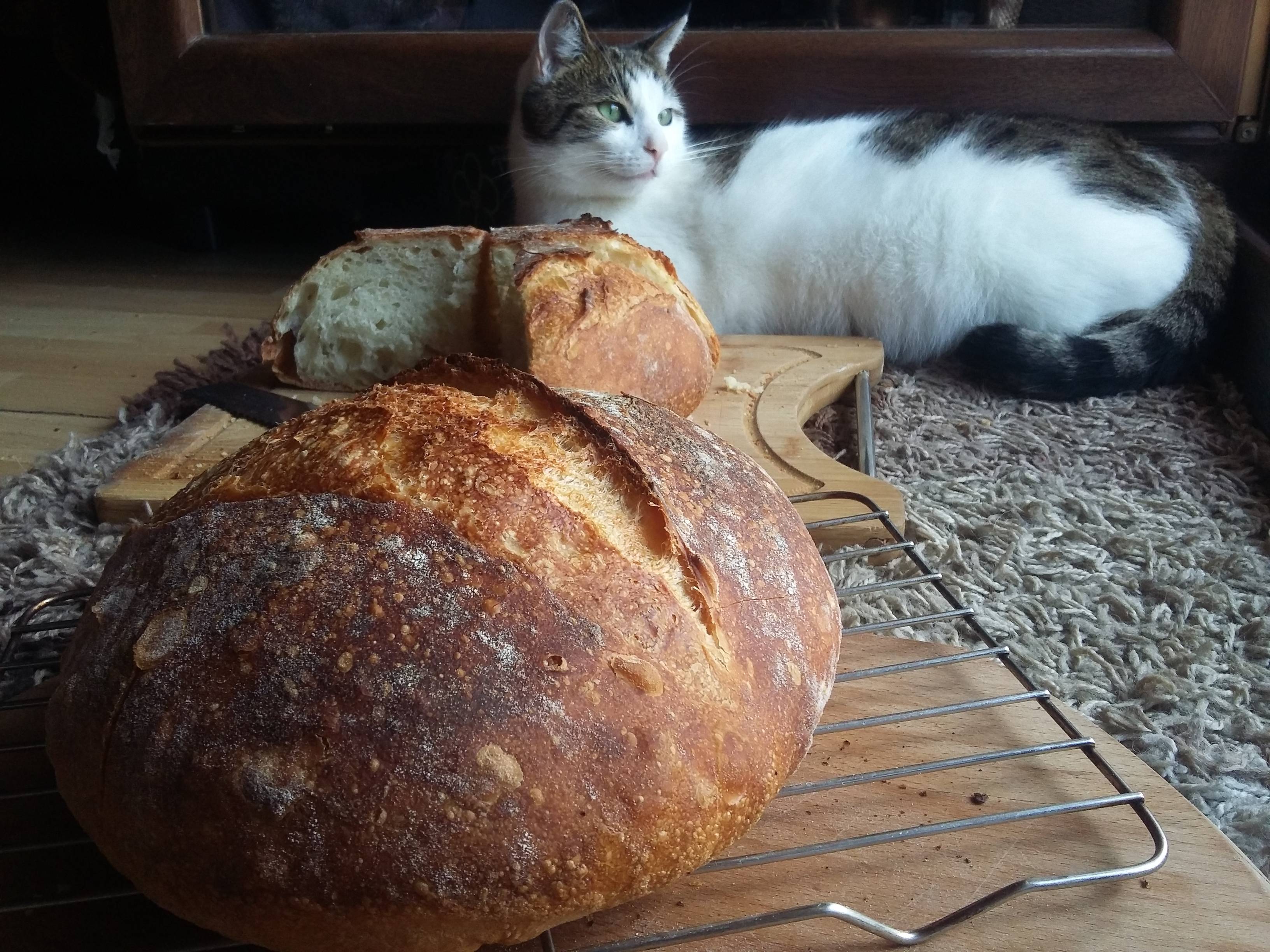 Можно кошкам хлеб