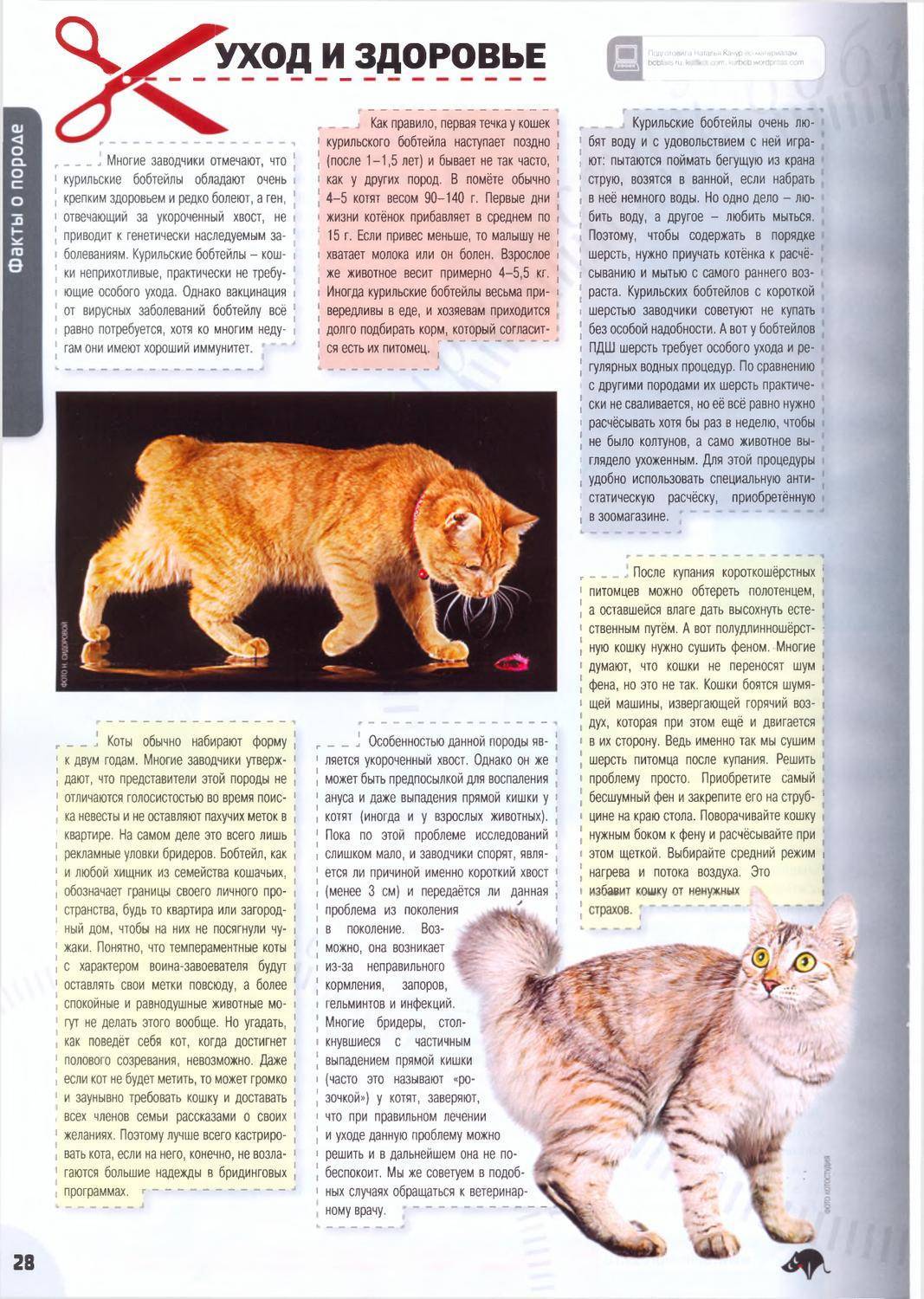 Курильские бобтейлы: описание породы кошек, характер, особенности ухода, история