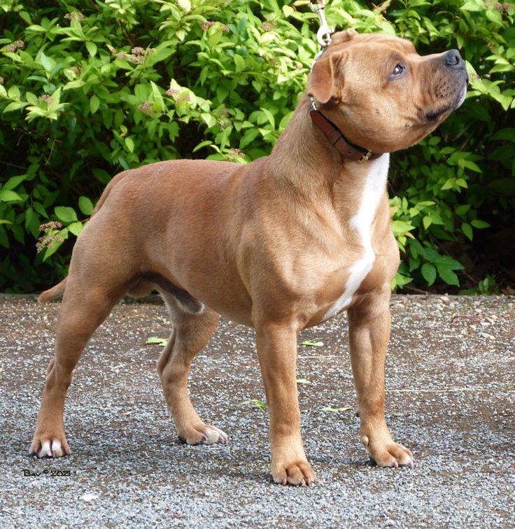 Стаффордширский бультерьер — все об английской породе собак