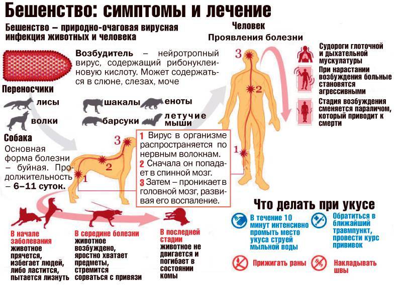 Болезни, передающиеся от кошек человеку, симптомы и лечение: чем животное может заразить хозяина?