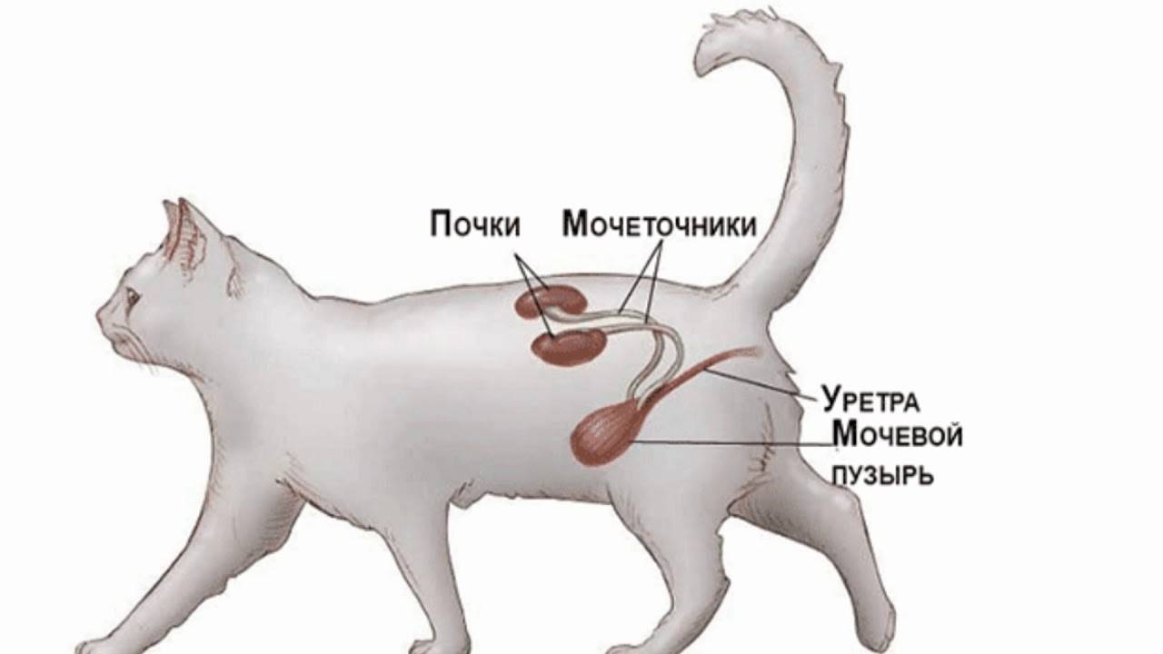 Асцит у кошек: причины, симптомы, диагностика и лечение