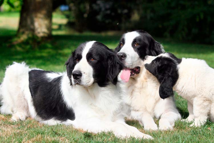 Ландсир: описание породы собак. ландсир (европейско-континентальный тип)