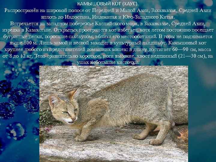Камышовый кот: описание, характер, среда обитания и образ жизни, фото болотной кошки