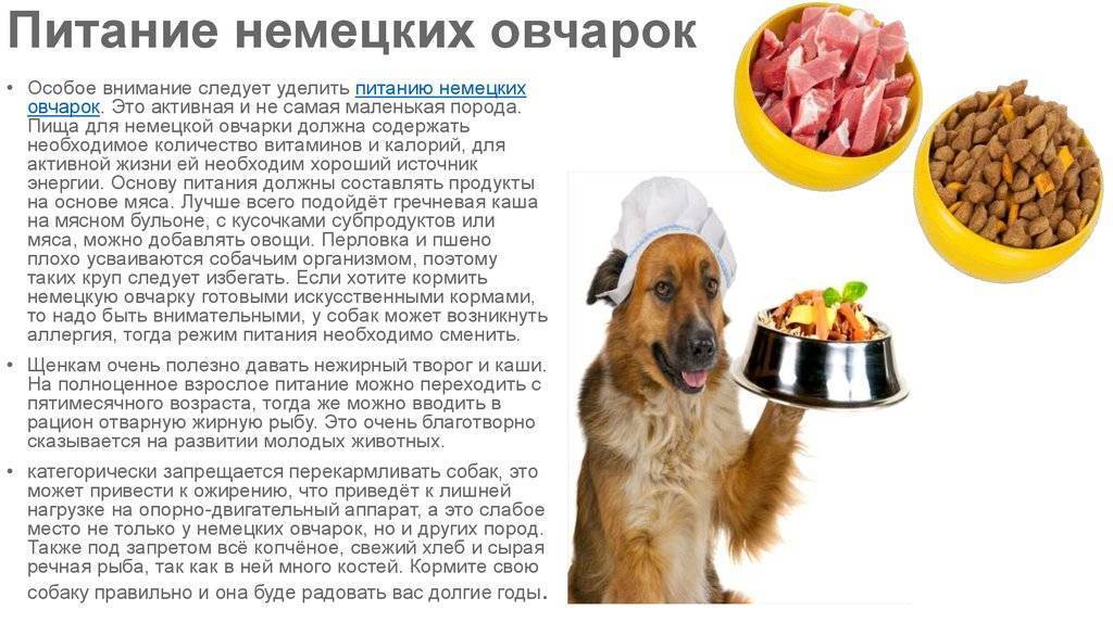 Собака отказывается от еды: возможные причины и что делать | «дай лапу»
