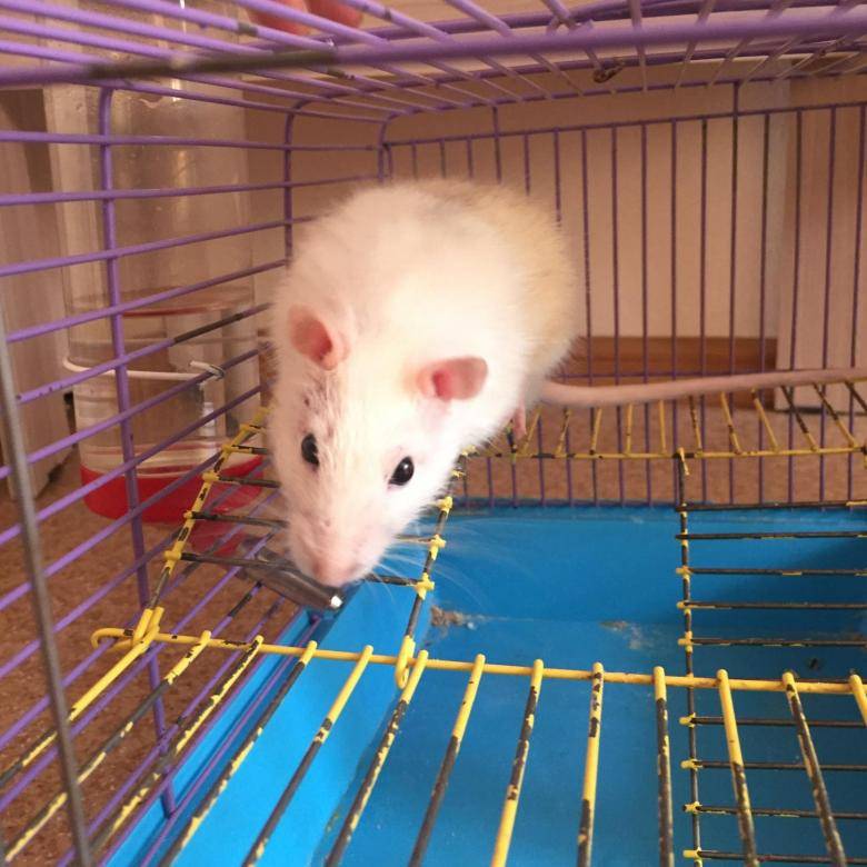 Cколько стоит домашняя декоративная крыса