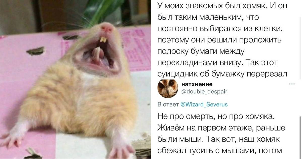 Почему хомяк не спит в домике или не выходит из него, как успокоить хомяка ночью