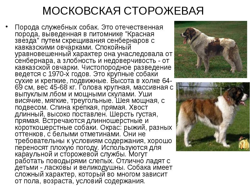 Московская сторожевая: характеристика породы, вес и окрас, отличие от похожих собак