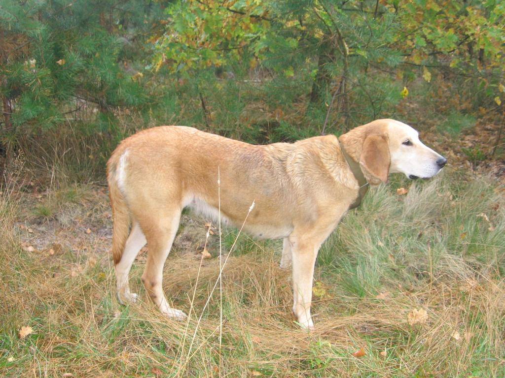 Сибирская гончая собака фото