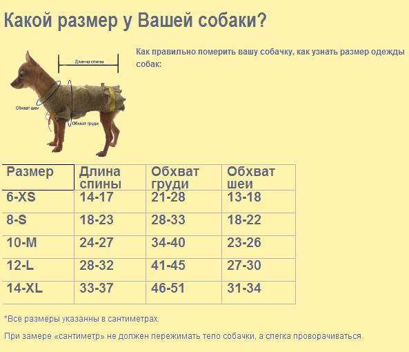 Сколько живут той-терьеры? описание породы, фото :: syl.ru