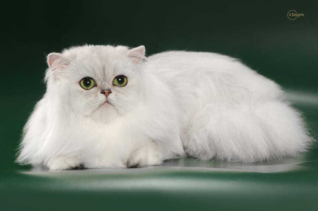 Белая кошка - какая это порода? кошка белая с голубыми глазами
