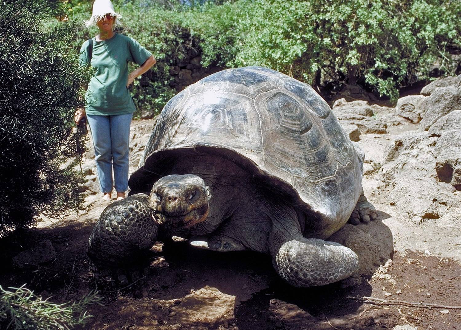 Знаменитая старая гигантская черепаха джонатан