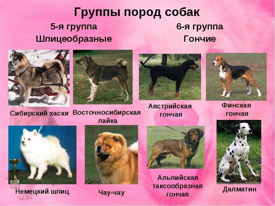 Охотничьи породы собак. описания, названия и виды охотничьих собак