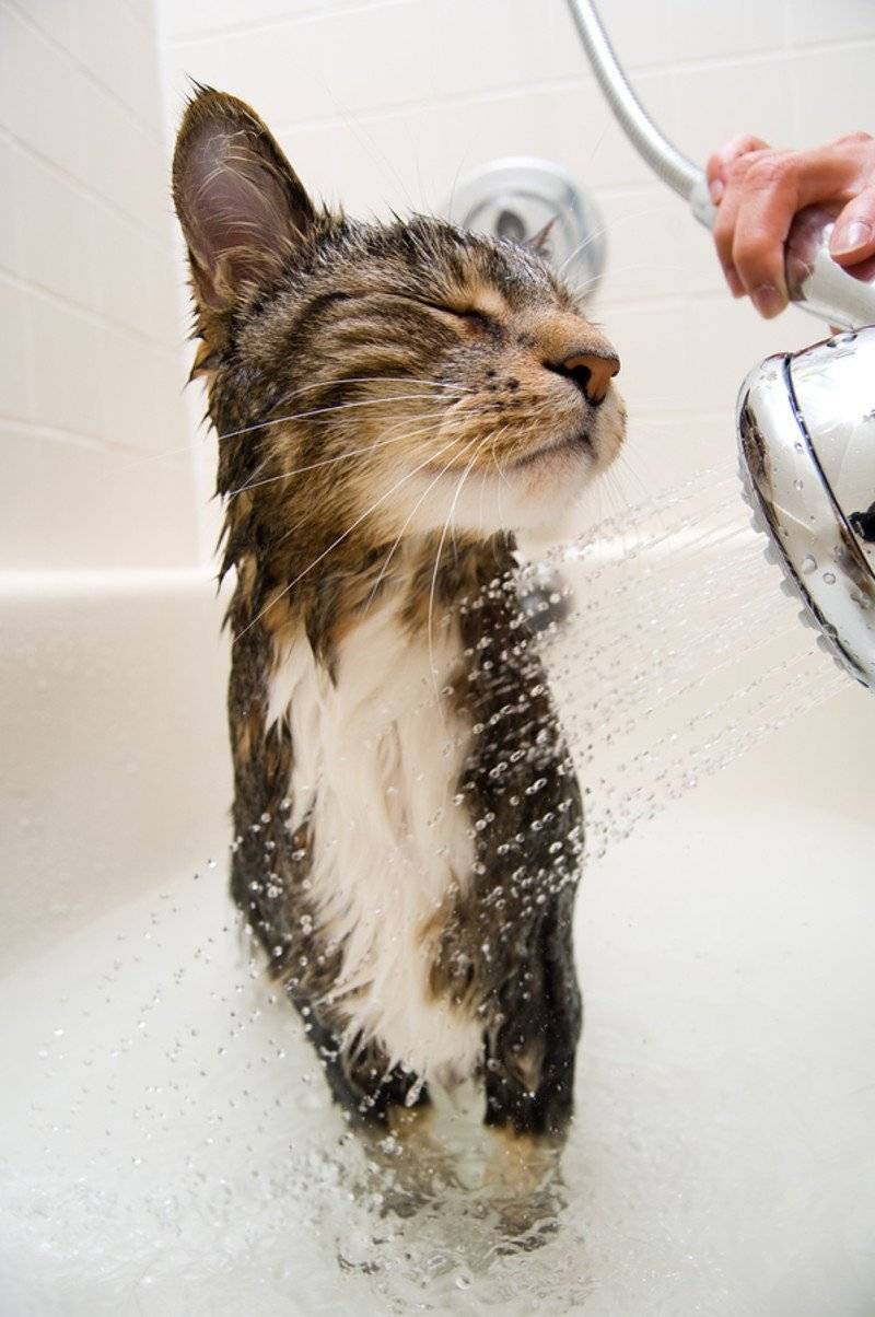 Почему кошки и коты боятся воды – 7 объяснений
