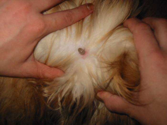 У собаки под кожей шарик: уплотнение, причины и лечение