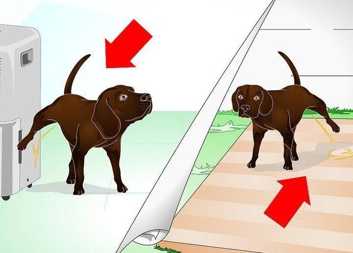 5 способов отучить собаку гадить дома: от щенка до взрослой собаки | ваши питомцы