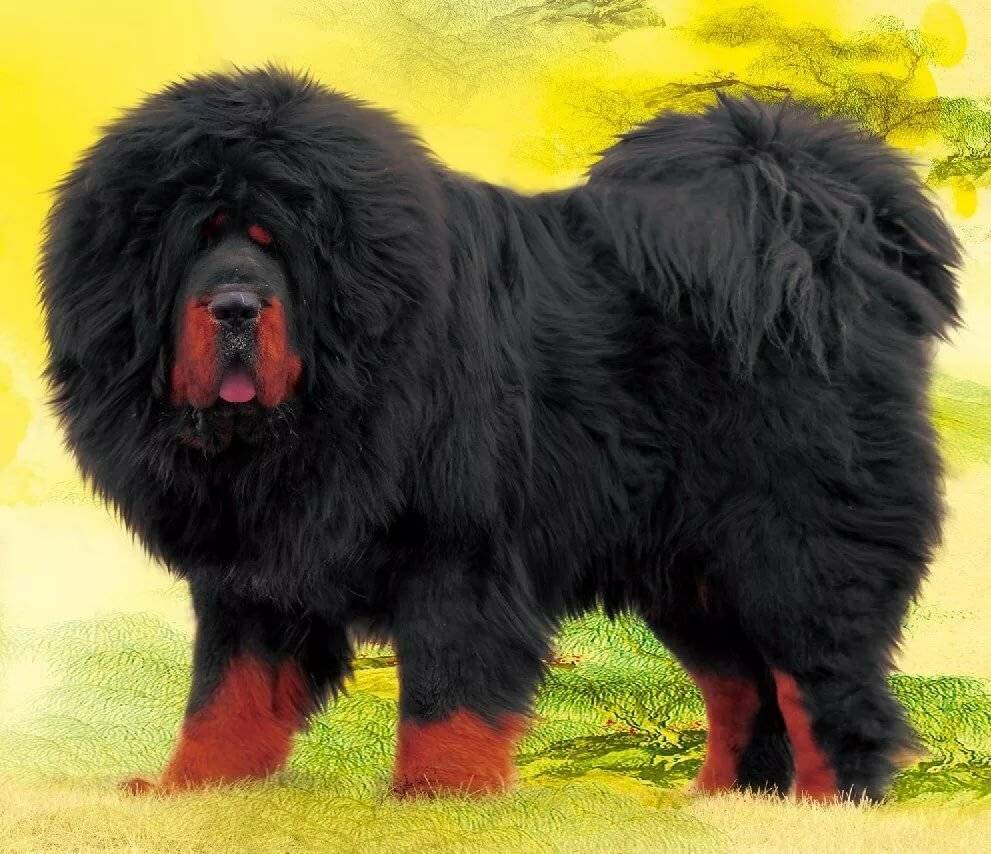 12 гигантских собак, которые даже не осознают насколько они огромны